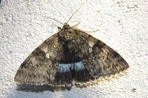 Réf. 194 235 : Catocala fraxini